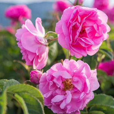 コンセントレートブライトニングセラム | スキンケア | 美容液 | MiMC