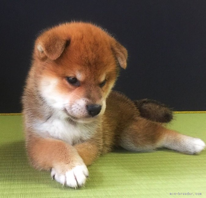 柴犬 オス 赤 2017/05/26生まれ 兵庫県 交配犬ID:1807-b0003 ※⭐️日保