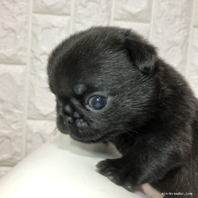 後藤嘉茂ブリーダーのブログ｜かわいいパグちゃん❤️(19.9.20