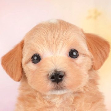 マルプー(マルチーズ×トイプードル)の子犬を探す｜ブリーダー直販の