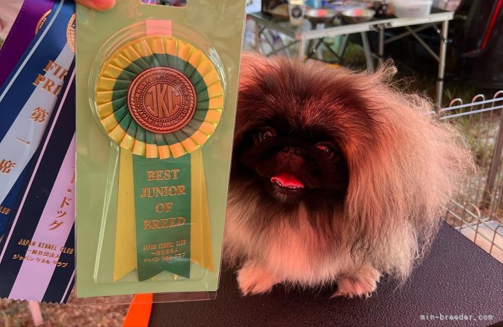 愛知】神谷 由美子(かみや ゆみこ)ブリーダー｜みんなのブリーダー