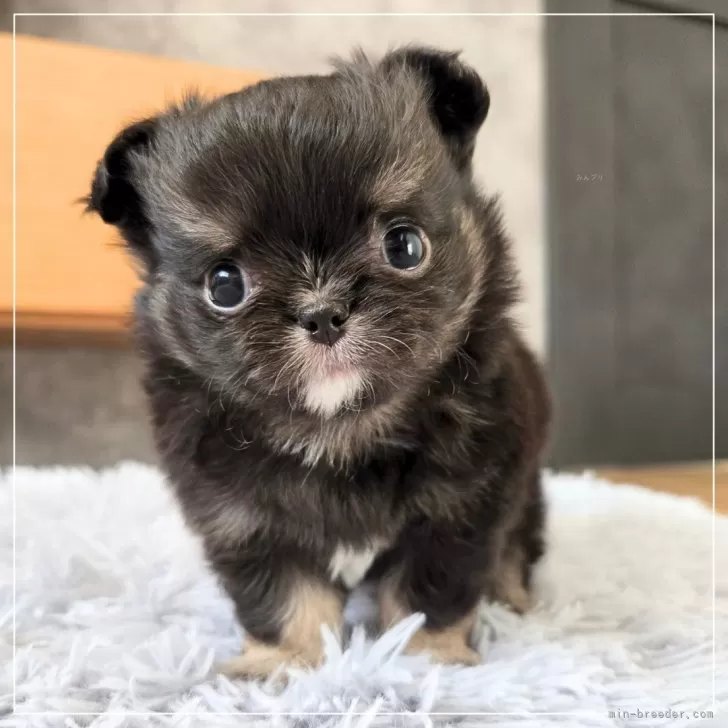 チワワ(ロング)【愛知県・男の子・2026年1月11日・ブラックタン