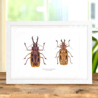 Sabertooth Longhorn Beetle Male & Female Pair In Box Frame