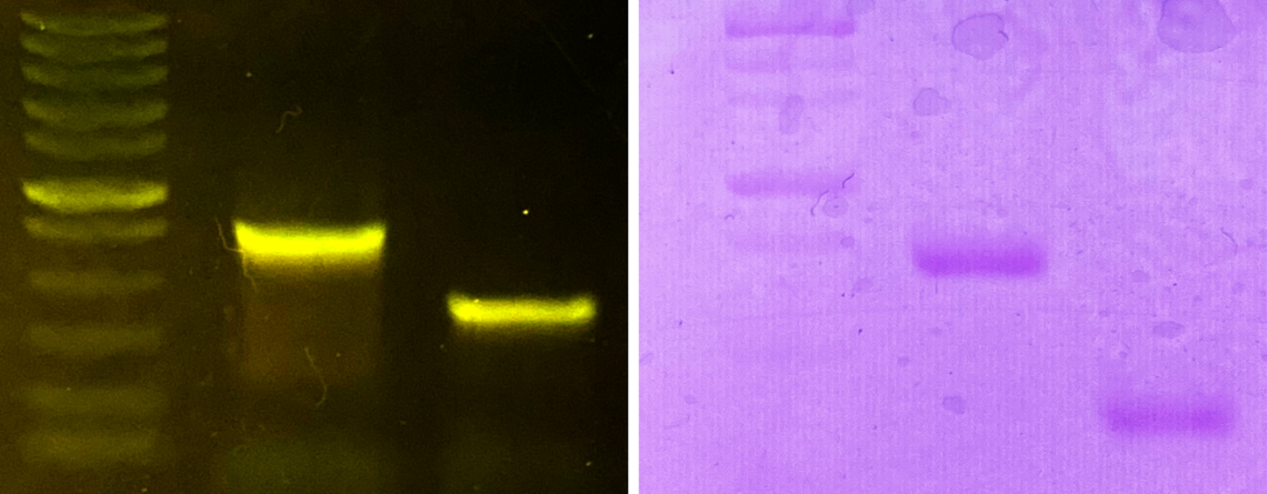 Choosing a DNA stain for classroom use – miniPCR bio