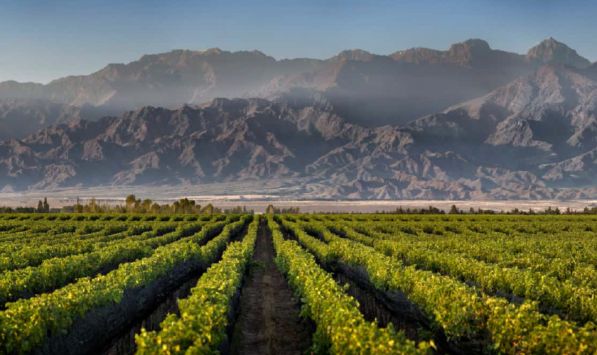 トリヴェント リザーブ カベルネ ソーヴィニヨンの通信販売