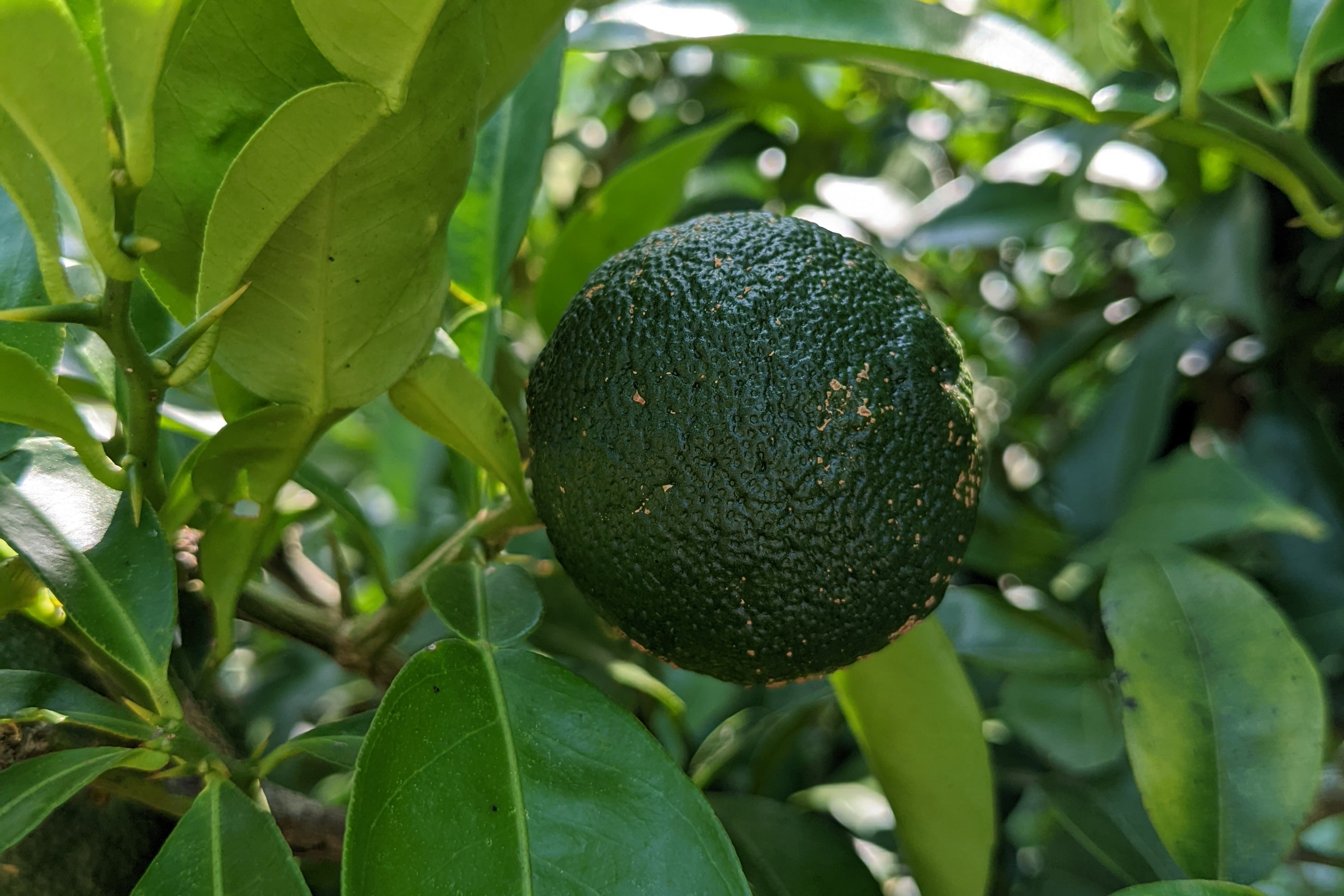 徳島那賀産】 手搾り ゆずのす 300ml