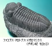 三葉虫 アカドパラドキシデス | 東北大学総合学術博物館