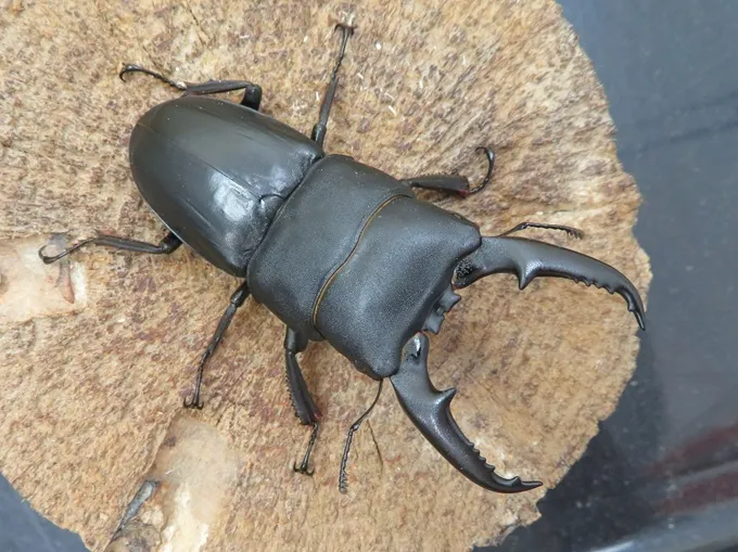 国産ヒラタクワガタ（熊本県益城町）超特大ペア（オス68mm、メス38mm