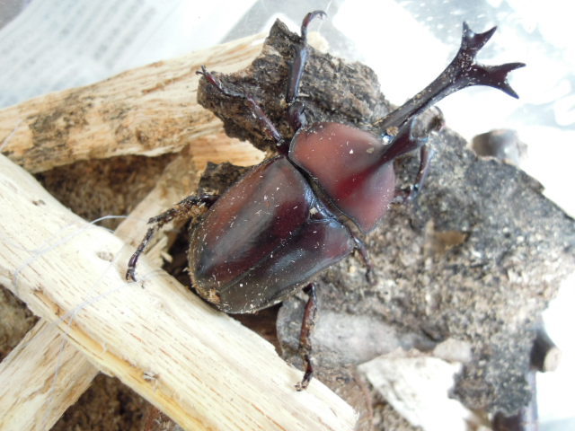 お客様からのご投稿（其の三） クワガタと飼育用品の販売/クワガタ工房