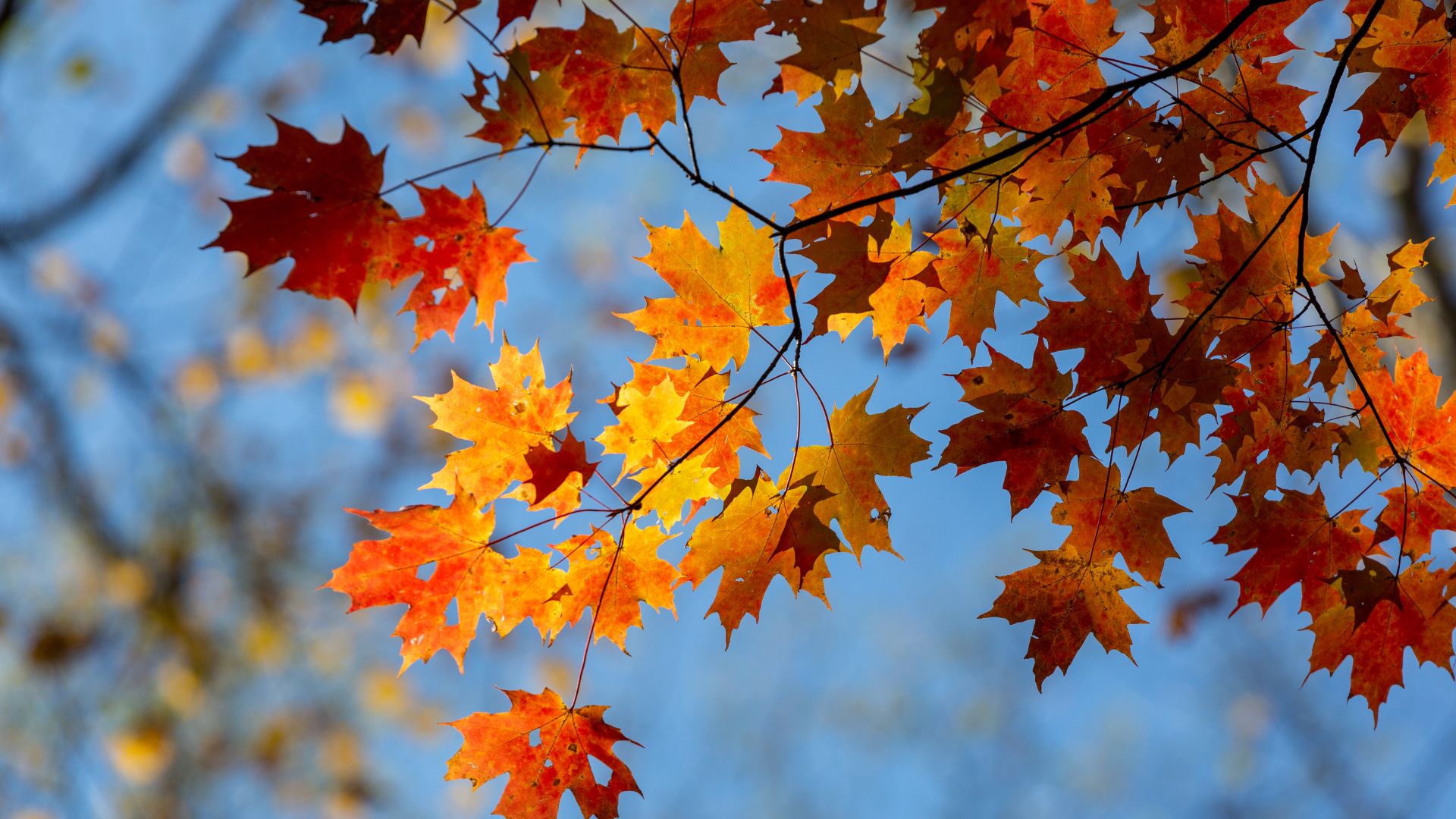 訪れるべきカナダの紅葉の名所 - CISM：カナダ留学情報誌