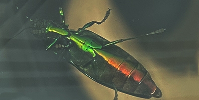 ヤマトタマムシ｜BLOG