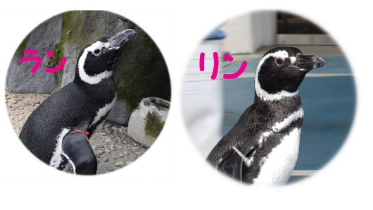 新入りペンギン ご紹介 | のとじま水族館
