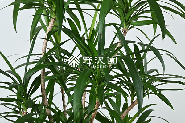 コルジリネ・ストリクタ | 育て方・特徴・豆知識