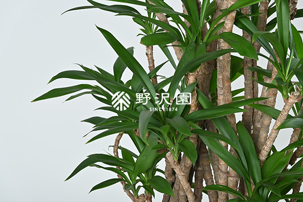 コルジリネ・ストリクタ | 育て方・特徴・豆知識