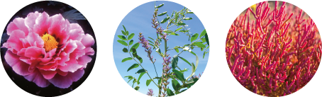 最高峰スキンケアシリーズ「スペチアーレ」より、ノエビアで最も多くの