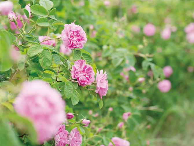 スペチアーレ×ニューロジック 薬用セラム｜商品情報｜ノエビア