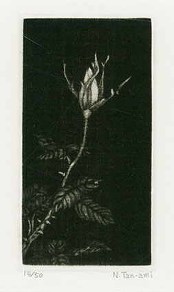 Niwako Tanami / 丹阿弥丹波子版画額「つぼみ」 | Natsume Books