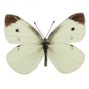 モンシロチョウ／ペアセット , セット標本 , 蝶の標本 販売・通販の
