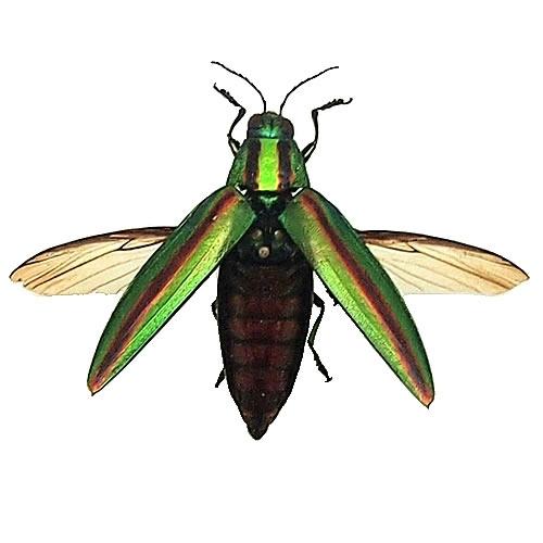 ヤマトタマムシ(飛翔) , タグ「昆虫」 , 蝶の標本 販売・通販の