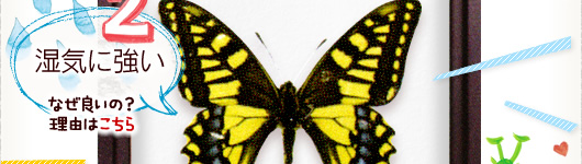 木製標本箱のすすめ , 蝶の標本 販売・通販のNatureShop|モルフォや