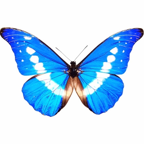 送料無料】ヘレナモルフォ , キーワード「モルフォ」 , 蝶の標本 販売