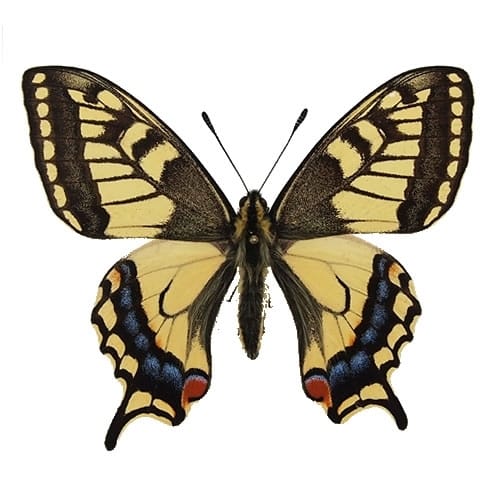 キアゲハ , 蝶の標本 販売・通販のNatureShop|モルフォやキプリス
