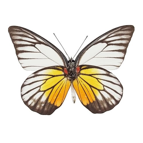 ベニモンオオキチョウ , 蝶の標本 販売・通販のNatureShop|モルフォや