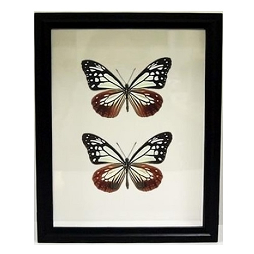 送料無料】ゴライアストリバネアゲハ／ペアセット , タグ「set」 , 蝶