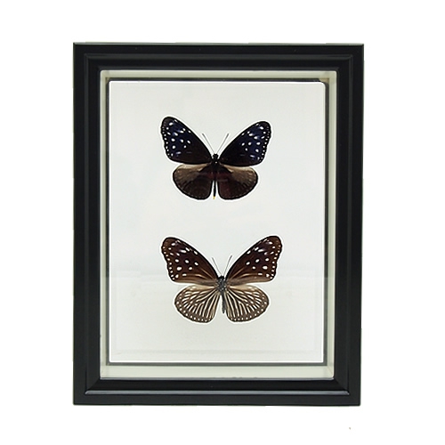 セット標本 , 蝶の標本 販売・通販のNatureShop|モルフォやキプリス