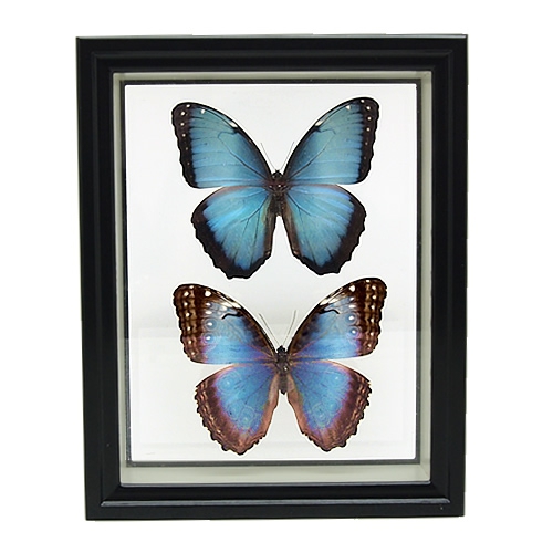 送料無料】ペレイデスモルフォ／ペアセット , 蝶の標本 販売・通販の