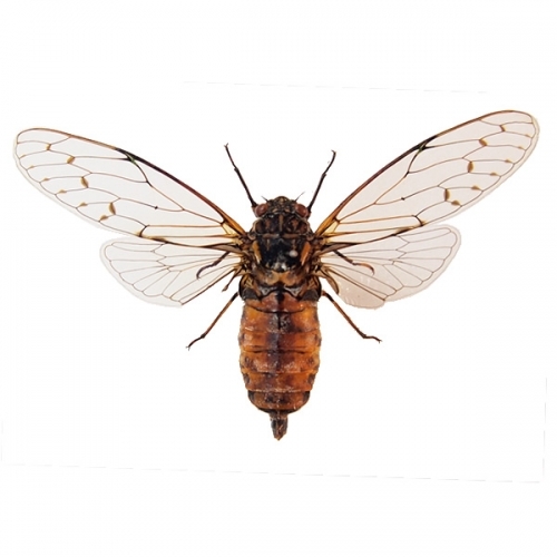 エゾハルゼミ 飛翔 , タグ「昆虫」 , 蝶の標本 販売・通販のNatureShop
