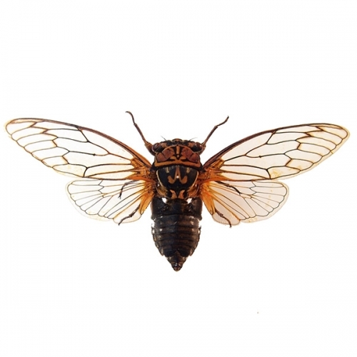 エゾゼミ 飛翔 , 昆虫標本 , 蝶の標本 販売・通販のNatureShop