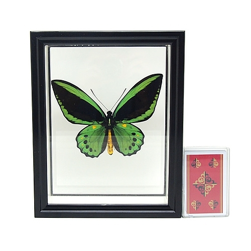 メガネトリバネアゲハ , 蝶の標本 販売・通販のNatureShop|モルフォや