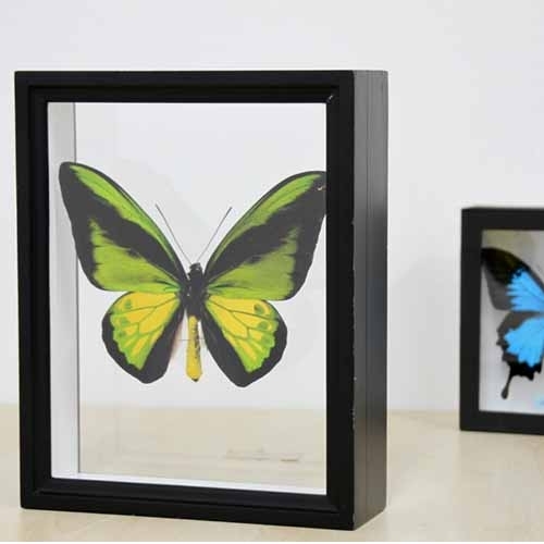 送料無料】ゴライアストリバネアゲハ , 蝶の標本 販売・通販の