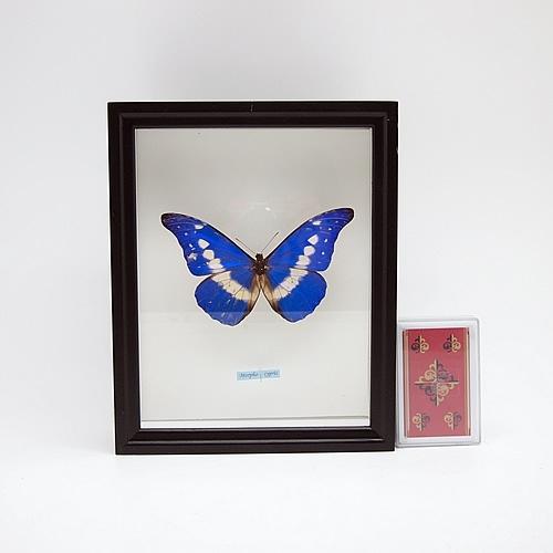 送料無料】ヘレナモルフォ , タテハ蝶科標本 , 蝶の標本 販売・通販の