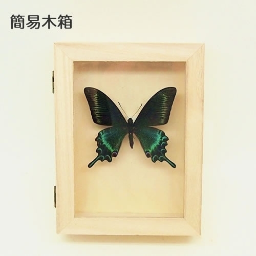 ミヤマカラスアゲハ／オス , アゲハ蝶科標本 , 蝶の標本 販売・通販の