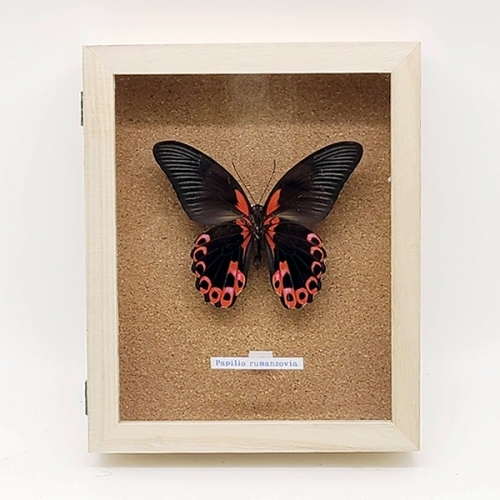 アカネアゲハ , アゲハ蝶科標本 , 蝶の標本 販売・通販のNatureShop