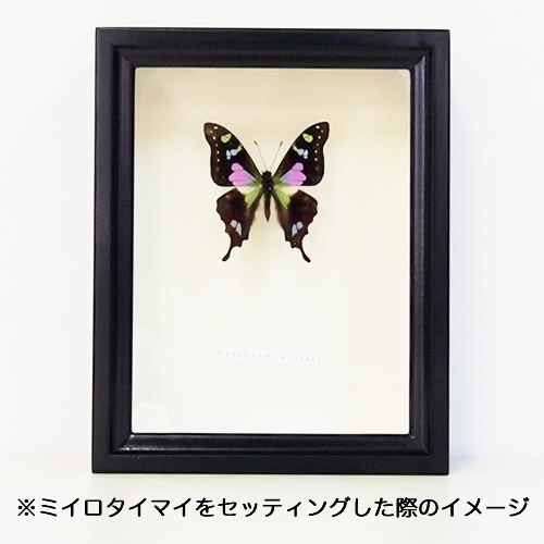 UV加工木箱(中サイズ) 単品 , 蝶の標本 販売・通販のNatureShop