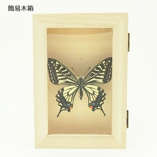 ナミアゲハ , アゲハ蝶科標本 , 蝶の標本 販売・通販のNatureShop