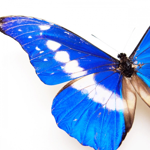 送料無料】ヘレナモルフォ , キーワード「モルフォ」 , 蝶の標本 販売