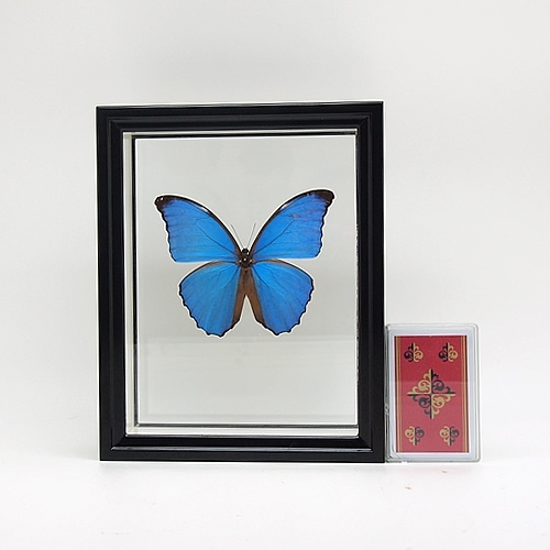 ゴダルティモルフォ(ゴダートモルフォ) , タテハ蝶科標本 , 蝶の標本