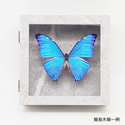 アドニスモルフォ , タテハ蝶科標本 , 蝶の標本 販売・通販の