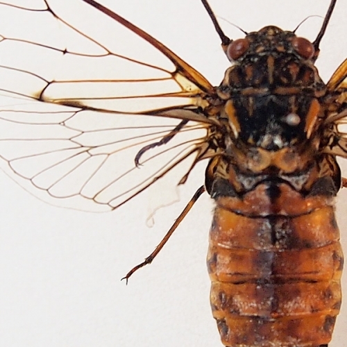 エゾハルゼミ 飛翔 , タグ「昆虫」 , 蝶の標本 販売・通販のNatureShop