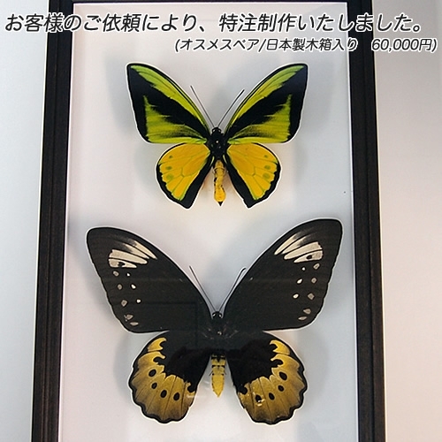 送料無料】ゴライアストリバネアゲハ , 蝶の標本 販売・通販の