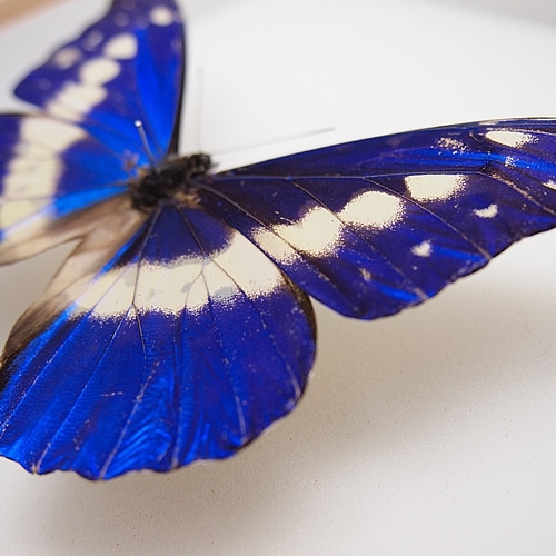 送料無料】ヘレナモルフォ , キーワード「モルフォ」 , 蝶の標本 販売