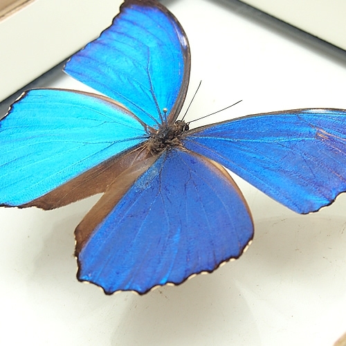 ゴダルティモルフォ(ゴダートモルフォ) , 蝶の標本 販売・通販の