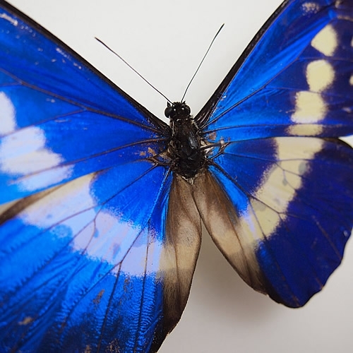 送料無料】ヘレナモルフォ , キーワード「モルフォ」 , 蝶の標本 販売