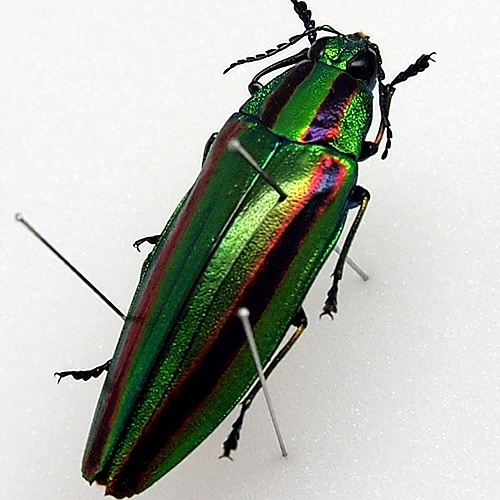 ヤマトタマムシ , タグ「昆虫」 , 蝶の標本 販売・通販のNatureShop