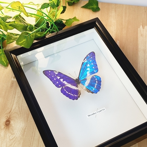 送料無料】キプリスモルフォ , 蝶の標本 販売・通販のNatureShop