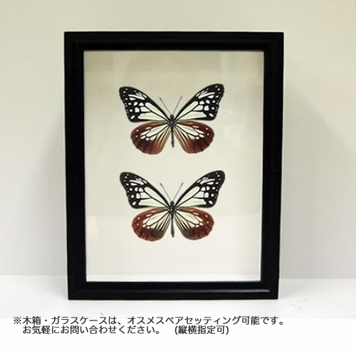 アサギマダラ／オス , 蝶の標本 販売・通販のNatureShop|モルフォや